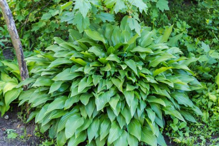 Bush of the cultivated hosta with green leaves in overcast morning, selective focus
