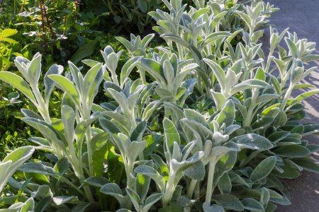 Stems of the Stachys byzantina, also known as lamb's-ears with leaves covered with silver-white silky hairs in spring sunny evening backlit