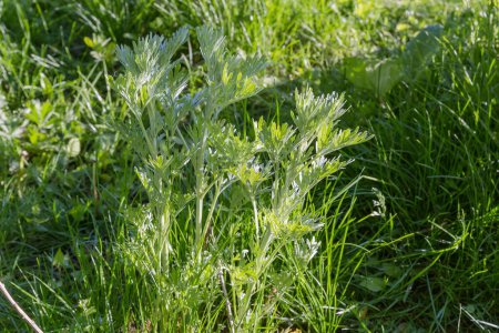 Busch des jungen Gemeinen Wermuts, Art Artemisia absinthium neben anderem Gras auf einer Wiese im Abendlicht