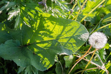 Leaf of young burdock among the different grass in spring sunny evening, top view