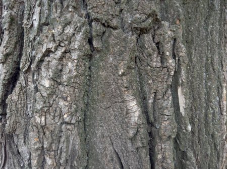 Texture of the rough cracky bark on trunk of the old black poplar tree in overcast day, background
