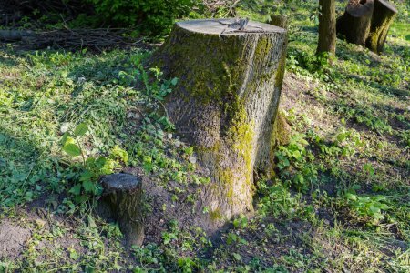 Stump of the old thick ash tree with young shoot and bark overgrown with moss, side view in sunny spring morning on a blurred background