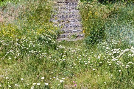 Old stone steps among the high grass and wild flowers in sunny summer day