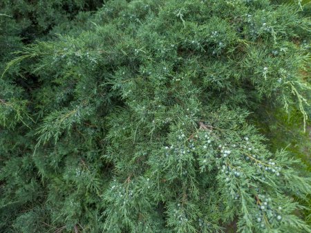 Juniper bush with unripe blue fruits in overcast day, fragment close-up in selective focus