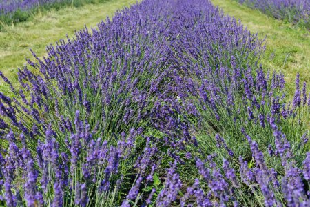 Row of bushes of the blooming lavender on a field in sunny day, view in selective focus