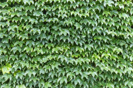 Téléchargez les photos : Les plantes de lierre vert vif sont dans un parc en été - en image libre de droit