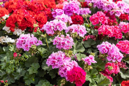 Téléchargez les photos : Les fleurs de géranium rouge vif et blanc avec des bourgeons verts et des feuilles sont dans le jardin d'été - en image libre de droit