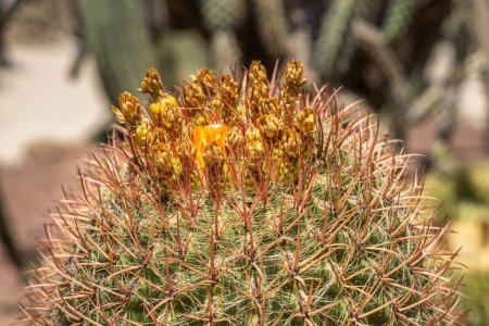 Photo for A Group of green ferocactus plants is on a beautiful blurred orange background in summer - Royalty Free Image