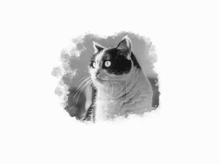 A Beautiful adult young black and white cat with big eyes on a white background with copy space