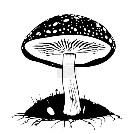 Ilustración de Un vector negro dibujado a mano ilustración de un hongo fresco mosca agárico aislado sobre un fondo blanco - Imagen libre de derechos