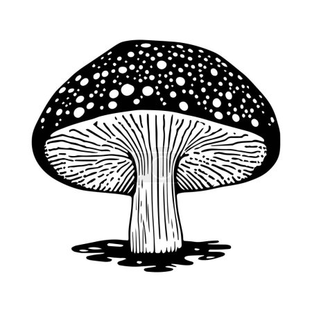 Ilustración de Un vector negro dibujado a mano ilustración de un hongo fresco mosca agárico aislado sobre un fondo blanco - Imagen libre de derechos