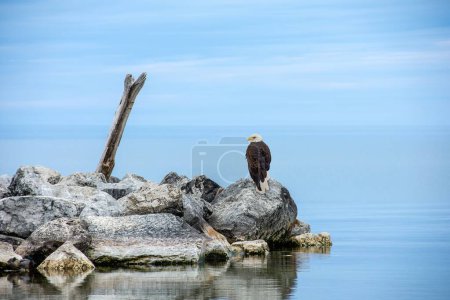 Un águila calva en una roca de playa con madera a la deriva y agua del lago Michigan