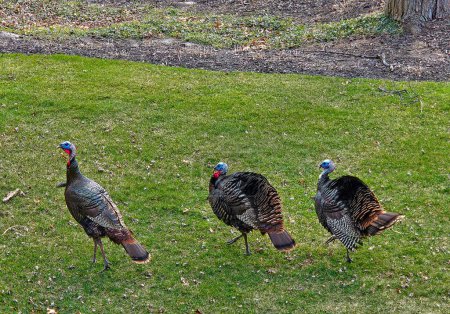 Photo for Overhead view of wild turkeys strutting on green grass - Royalty Free Image