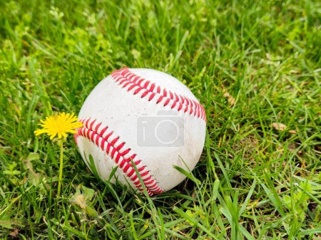 Foto de Primer plano de una pelota de béisbol y un diente de león amarillo en la hierba - Imagen libre de derechos