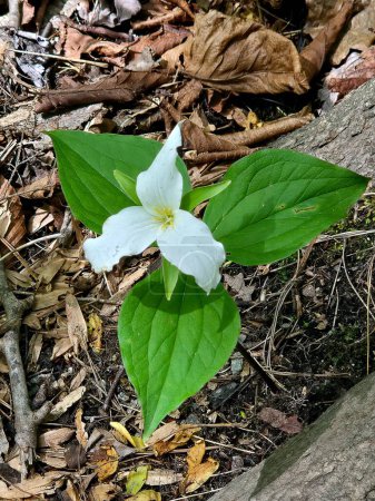 White springtime trillium flowering plant in woodland