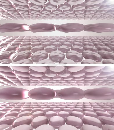 Hautzellen vor und nach der voluminösen Schönheitsbehandlung. Wechsel der Faserschichten nach der Injektion von Hyaluronsäure oder Botulinumtoxin, Laser-Kollageninduktionstherapie und Anti-Falten-Füllstoffen. 3D gerenderte Illustration