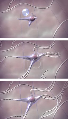 Photo for Skin tissues regeneration technology. The fibroblasts activated by hyaluronic acid stimulate collagen fibers production in skin tissues. 3d rendered step-by-step illustration - Royalty Free Image