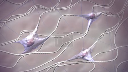 Photo for Fibroblasts, collagen, and elastic fibers. Skin matrix structure 3d rendered illustration. - Royalty Free Image