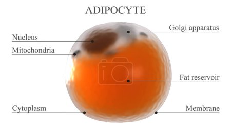 Estructura adipocitaria. 3d ilustración renderizada que muestra los nombres de los elementos principales de una celda de grasa blanca