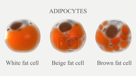Adipozyten-Typen 3D gerendert Illustration. Vergleich struktureller Unterschiede zwischen weißen beigen und braunen Typen menschlicher Fettzellen