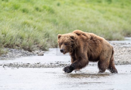 Photo for Alaskan brown bear walking through a stream in Alaska - Royalty Free Image