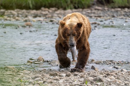 Photo for Alaskan brown bear running with a salmon in its mouth at a shallow stream in McNeil River State Game Sanctuary and Refuge. - Royalty Free Image