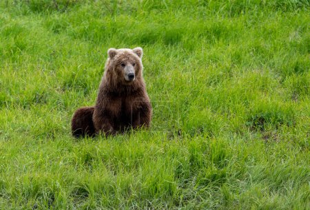 Photo for Alaskan brown bear sitting in an open meadow in McNeil River - Royalty Free Image