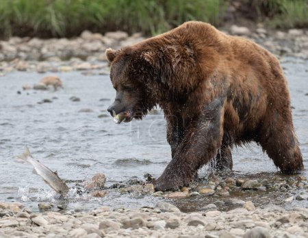 Téléchargez les photos : Ours brun de l'Alaska avec un saumon à l'embouchure dans un ruisseau peu profond dans le refuge et refuge faunique de McNeil River. - en image libre de droit