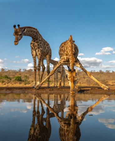 Téléchargez les photos : Girafe boire dans un trou d'eau en Afrique du Sud - en image libre de droit
