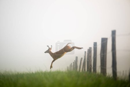 Foto de Un ciervo de cola blanca saltando sobre una valla en una mañana brumosa en Tennessee - Imagen libre de derechos