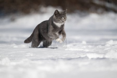 Niedliche grau-weiße Katze springt und spielt im Schnee in einem Hinterhof.