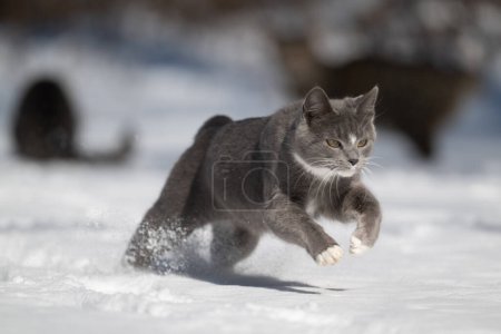 Niedliche grau-weiße Katze springt und spielt im Schnee in einem Hinterhof.