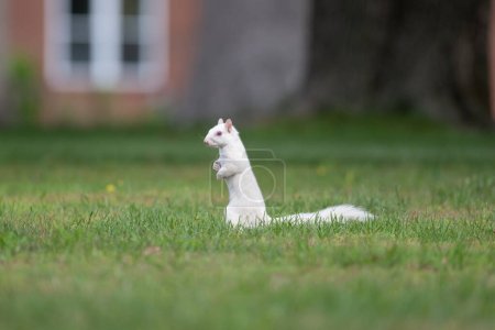 Niedliches weißes Eichhörnchen im grünen Gras auf den Hinterbeinen und im City Park in Olney, Illinois, der für seine Population von Albino-Eichhörnchen bekannt ist.
