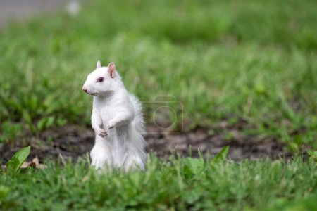 Niedliches weißes Eichhörnchen im grünen Gras auf den Hinterbeinen und im City Park in Olney, Illinois, der für seine Population von Albino-Eichhörnchen bekannt ist.