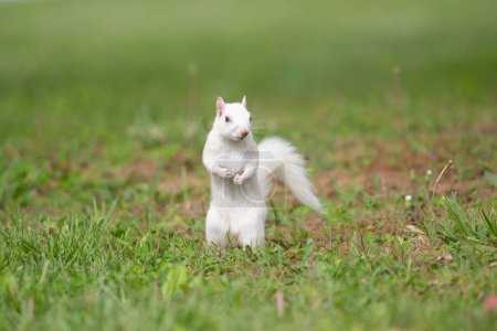 Cute white squirrel in green grass on its hind legs and looking around in the City Park in Olney, Illinois, which is known for its population of albino squirrels.