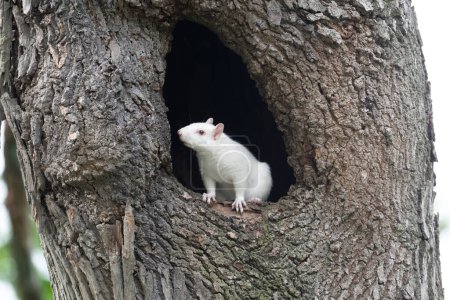 Ein niedliches weißes Eichhörnchen in einem Loch in einem großen Baum im Stadtpark von Olney, Illinois, das für seine Population von Albino-Eichhörnchen bekannt ist