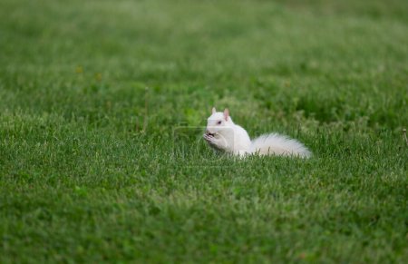 Ein Albino-Grauhörnchen im grünen Gras im Stadtpark in Olney, Illinois. Die Stadt ist für ihre Population weißer Eichhörnchen bekannt.