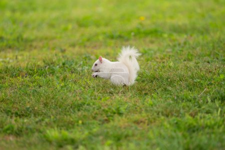 Photo for An albino eastern gray squirrel in green grass in the city park in Olney, Illinois. The town is known for its population of white squirrels. - Royalty Free Image