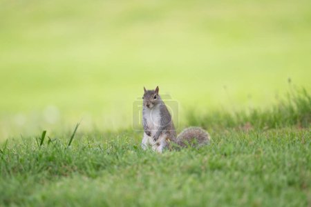 Östliches Grauhörnchen sitzt auf seinen Hinterbeinen im Gras im Olney City Park in Olney, Illinois