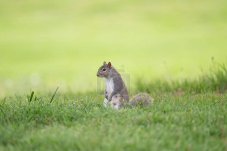ardilla gris oriental sentada sobre sus patas traseras en la hierba en Olney City Park en Olney, Illinois