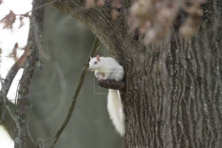 Photo for An albino eastern gray squirrel sitting in a short limb in a tree in the city park in Olney, Illinois, a town which is known for its population of white squirrels. - Royalty Free Image