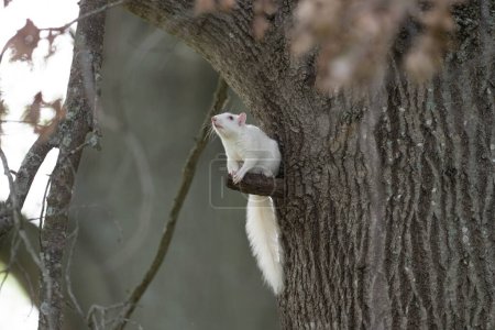 An albino eastern gray squirrel sitting in a short limb in a tree in the city park in Olney, Illinois, a town which is known for its population of white squirrels.