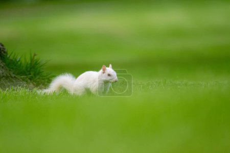 Ein Albino-Grauhörnchen im grünen Gras im Stadtpark in Olney, Illinois. Die Stadt ist für ihre Population weißer Eichhörnchen bekannt.