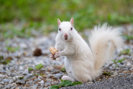 Ein Albino-Grauhörnchen frisst eine Erdnuss entlang einer Straße im Stadtpark von Olney, Illinois, einer Stadt, die für ihre Population weißer Eichhörnchen bekannt ist.