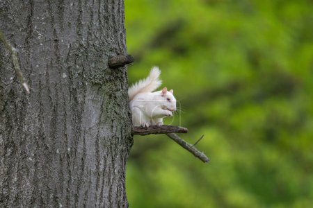 An albino eastern gray squirrel sitting in a short limb in a tree in the city park in Olney, Illinois, a town which is known for its population of white squirrels.
