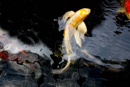Weiße und gelbe Yamabuki Hariwake Schmetterling Koi Fische schwimmen im Karpfenteich. Thailand.