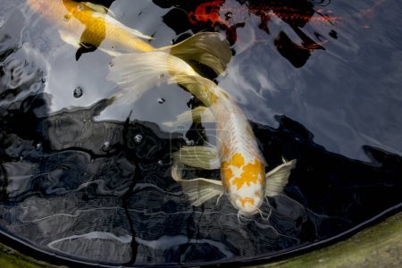 Yamabuki blanc et jaune Hariwake Butterfly Koi poissons nageant dans l'étang de poissons carpes. Thaïlande.