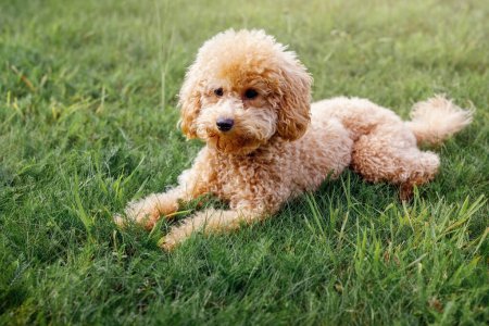 Photo for Mini toy poodle with golden brown fur on a green grass background. - Royalty Free Image