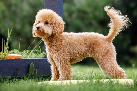 Photo for Cute small golden poodle dog standing in the yard. Horizontal side view photo. - Royalty Free Image