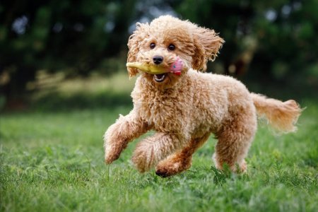 Apricot Spielzeugpudel läuft hektisch in die Kamera, sehr glücklich, spielend, trainiert, auf grünem Gras in einem Park. Goldene Haare Welpe beißt ein weiches Gummispielzeug in den Mund. Pudel-Miniatur.